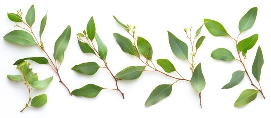 Poster - Green leaves arrangement on white background with copy space for text or design elements