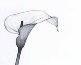 Calla lily modern art concept. A calla lily silhouette, elegant line art, black and white, isolated on white background