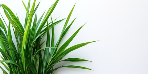 Wall Mural - Green tropical plant leaves against a plain white background with ample copy space for text placement.