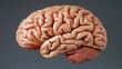 © CreativeBro - Detailed anatomical model of a human brain showcasing intricate folds and structures with Copy Space for educational or conceptual use.