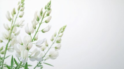 Aufkleber - White flowers with delicate petals against a light background featuring ample copy space for text placement in stock photography use.