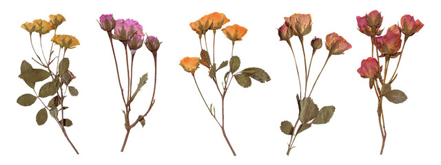 Set of Botanical Elegance - High-Resolution Scanned Roses with Isolated Backdrop. Scrapbooking elements, Pressed Dried Flowers collection