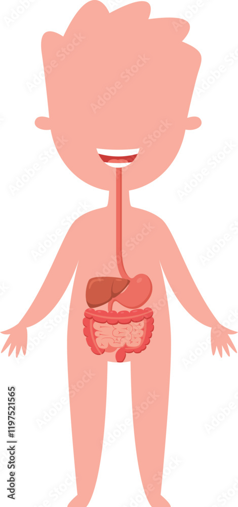 Educational illustration of a smiling child displaying digestive system ...