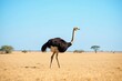 © Julia - An ostrich stalking across a golden landscape, showcasing its long legs and unique feathers against a clear blue sky. A stunning wildlife scene.