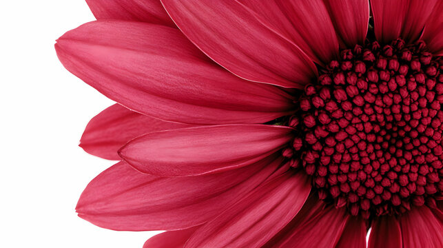 A beautiful pink dahlia flower isolated on a white background