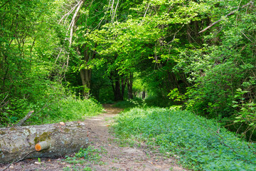 Wall Mural - path through the forest. green environment. beautiful nature scenery in spring. hiking trail