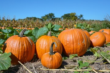 ripe pumpkins growing in a pumpkin patch field on a sunny autumn day