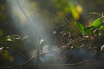 spider on web