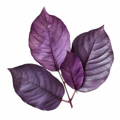 Poster - Studio shot of a branch with purple leaves isolated on a white background