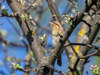 Wall Mural - wryneck bird sitting on flowering branches of maypole in spring garden and singing