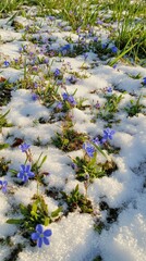 Canvas Print - Delicate blue spring flowers emerge through melting snow in early morning light