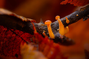 Wall Mural - Amazing creatures of nature. Mushrooms. Natural background.