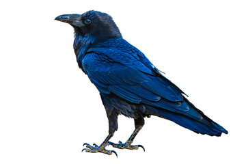 Wall Mural - Common Raven (Corvus corax) Photo, Perched Over a Transparent Isolated PNG BackgroundCommon Raven (Corvus corax) Photo, Perched Over a Transparent Isolated PNG Background