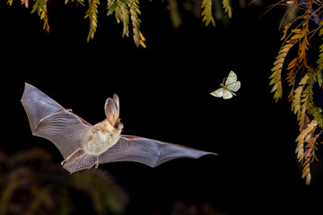 brown long-eared bat catching moth in forest environment