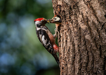 Wall Mural - woodpecker bird brought insects in its beak to its chick in a tree hollow and feeds it on a spring day in the park