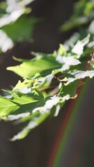 Wall Mural - vertical video, green maple leaves in rainbow lens flare in morning light, close up. lush maple foli