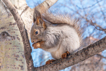 Wall Mural - The squirrel with nut sits on tree in the winter or late autumn