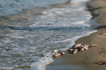 Seashells scattered on the sand at the edge of the sea, with gentle waves in the background. The shells vary in size and shape, creating a natural and serene beach scene. The peaceful shoreline 