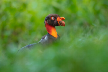 King vulture (Sarcoramphus papa) is a large bird found in Central and South America. It is a member of the New World vulture family Cathartidae. 