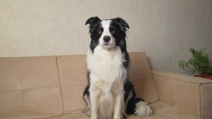 Poster - Cute puppy dog border collie sitting playing with funny face on couch at home indoors. Pet dog resting on cozy sofa. Pet care and animals concept. Funny emotional dog