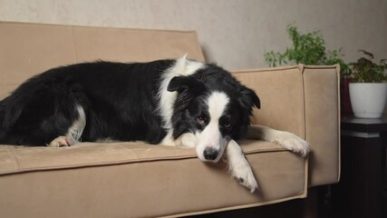 Poster - Cute puppy dog border collie lying down playing with funny face on couch at home indoors. Pet dog resting ready to sleep on cozy sofa. Funny emotional dog Love for pets friendship companion pet care