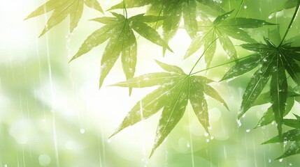 Wall Mural - Lush green maple leaves glistening with rain, sunlight filtering through.