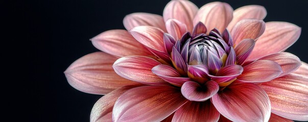 Poster - Stunning Close-Up of a Beautiful Pink Water Lily Flower with Delicate Petals and Intricate Details Against a Dark Background