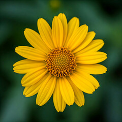 yellow flower