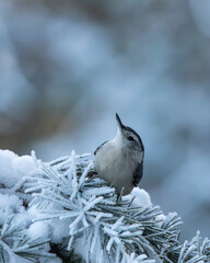 Wall Mural - a white-throated nuthatch perched on a snow-covered tree branch