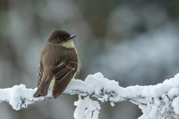 Wall Mural - a phoebe perched on a snow-covered tree branch