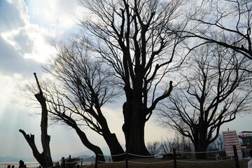 Wall Mural - silhouette of tree