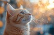 © julija - dreamy portrait of ginger cat in soft morning light with bokeh effect and pastel color palette