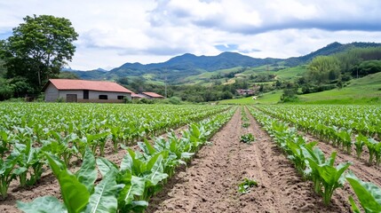 Wall Mural - Lush green crop rows in valley farmland