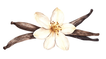 Wall Mural - watercolor illustration of one single vanilla orchid flower and stick pods on white background	
