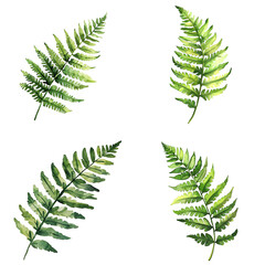 Poster - Vibrant green ferns natural setting watercolor artwork botanical illustration close-up view nature inspiration