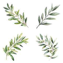Poster - Watercolor olive branch illustrations botanical art nature aesthetic greenery