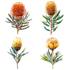 Poster - Vibrant botanical illustrations of protea flowers artistic display natural environment aesthetic viewpoint floral concept
