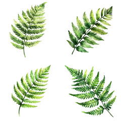 Poster - Botanical illustration of fern leaves nature setting digital art close-up plant aesthetics