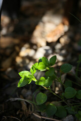 Wall Mural - botanical background of chickweed in a garden