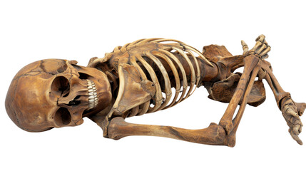 Skeleton on transparent background 