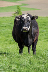 brockle face cow