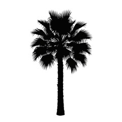 Sticker - Silhouette Palm Tree Tropical Night Dark Background Illustration Design Graphic Art Plant Black Image Style   