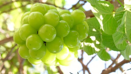 Wall Mural - sweet green grape on a branch over green natural garden blur background, bunch of shine muscat grape
