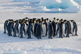 Group of emperor penguins huddling on the Antarctic ice