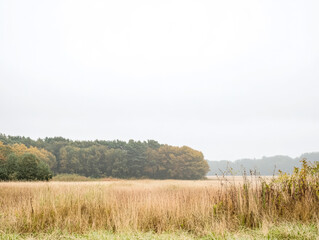 Wall Mural - Misty autumn landscape with golden grass and distant trees in a tranquil setting