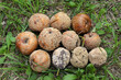 © Natalia - apples and pears covered with fruit rot (lat. Monilinia laxa) lie in the grass