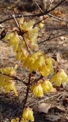 Wall Mural - a Japanese allspice