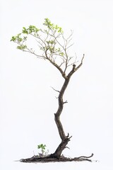 Poster - A tree with a trunk that is bent and has a few branches. The tree is surrounded by dirt and he is a small sapling