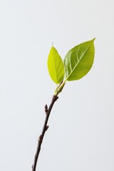 A simple and elegant image of a green leaf on a branch, showcasing nature's beauty and minimalism.