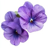 Close-up image of two vibrant purple pansies isolated on a white background.